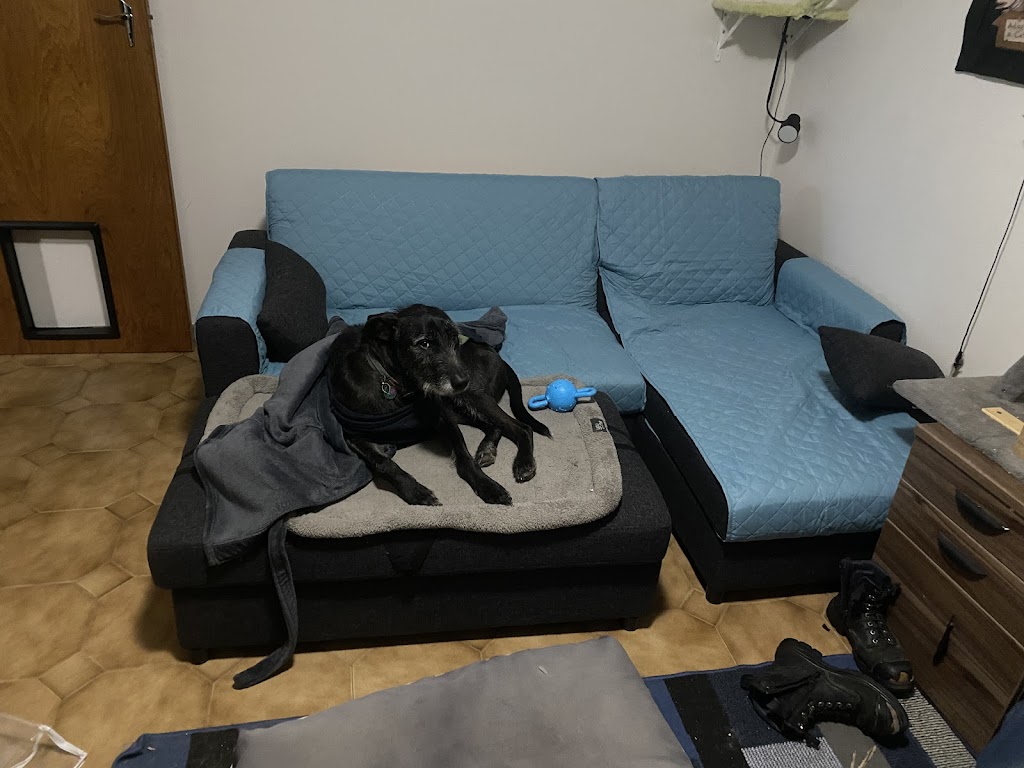 pet friendly sofa bed